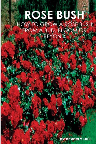 Rose Bush Learn How To Grow A Rose Bush From A Bud, Bloom Or Beyond