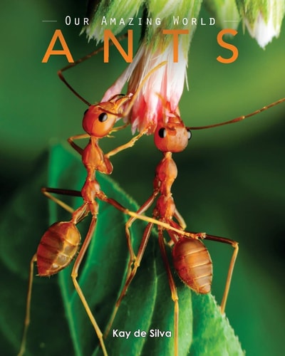 Ants Amazing Pictures & Fun Facts on Animals in Nature