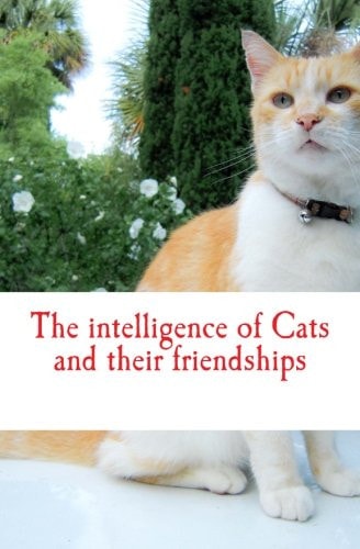 The Intelligence of Cats and Their Friendships