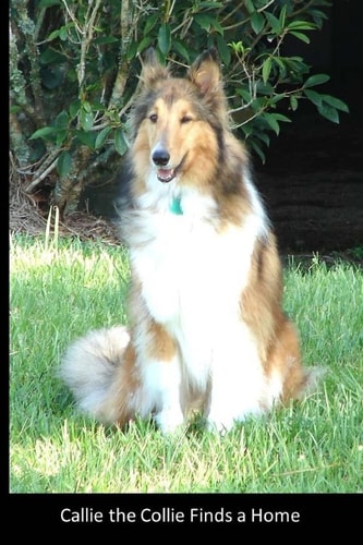 Callie the Collie Finds a Home A True Story with a Happy Ending about a Puppy Who Wanted to Find a Home and Someone to Love Her