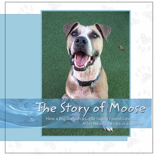 The Story Of Moose How A Big Dog On A Little Island Found Love After Nearly 5 Years In A Shelter