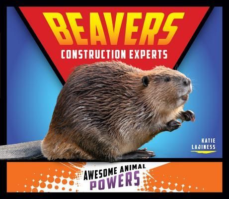 Beavers: Construction Experts: Construction Experts