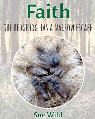 Faith The Hedgehog Has a Narrow Escape