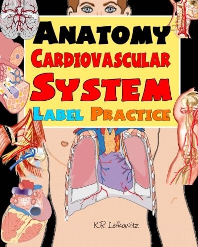 Anatomy Cardiovascular System Label Practice
