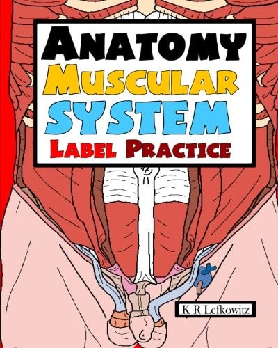 Anatomy Muscular System Label Practice