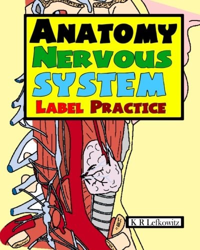 Anatomy Nervous System Label Practice