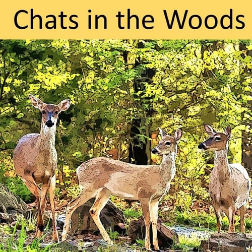 Chats in the Woods