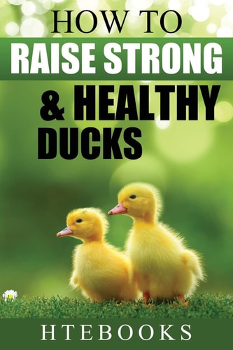 How to Raise Strong and Healthy Ducks Quick Start Guide