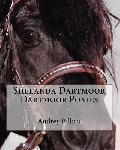 Shelanda Dartmoor Dartmoor Ponies