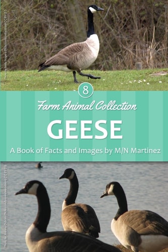 Geese