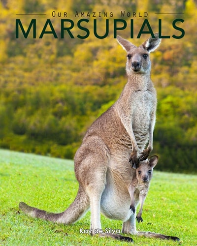Marsupials Amazing Pictures & Fun Facts of Animals in Nature