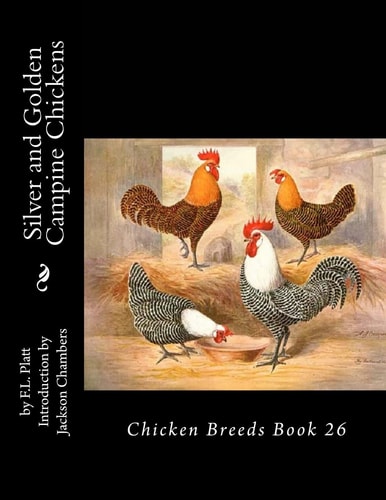 Silver and Golden Campine Chickens Chicken Breeds Book 26
