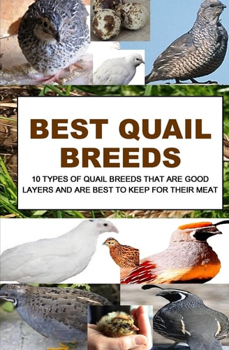 Best Quail Breeds 10 Types Of Quail Breeds That Are Good Layers And Are Best To Keep For Their Meat