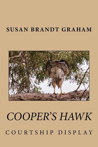 Cooper's Hawk Courtship Display