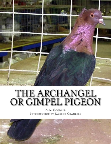 The Archangel Or Gimpel Pigeon Pigeon Breeds Book 8