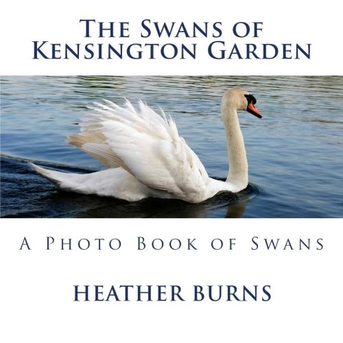 The Swans of Kensington Garden A Photo Book of Swans