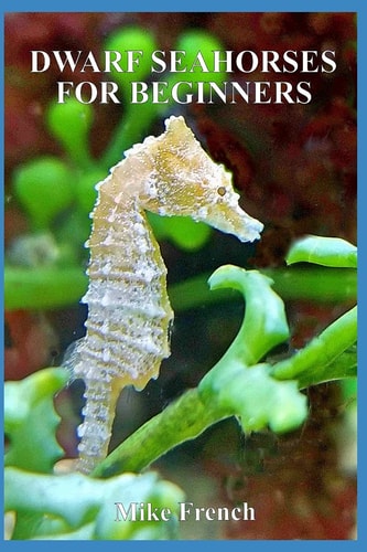 Dwarf Seahorses for Beginners