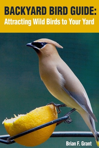 Backyard Bird Guide Attracting Wild Birds to Your Yard