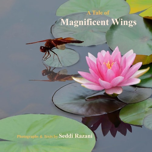 A Tale of Magnificent Wings My Adventure with Dragonflies