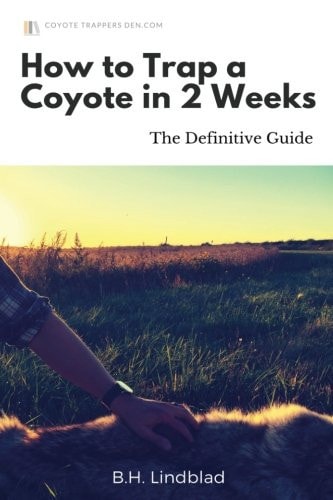 How To Trap a Coyote in 2 Weeks The Definitive Guide