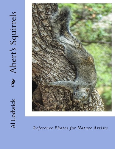 Abert's Squirrels Reference Photos for Nature Artists