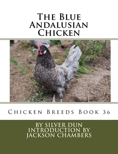 The Blue Andalusian Chicken Chicken Breeds Book 36