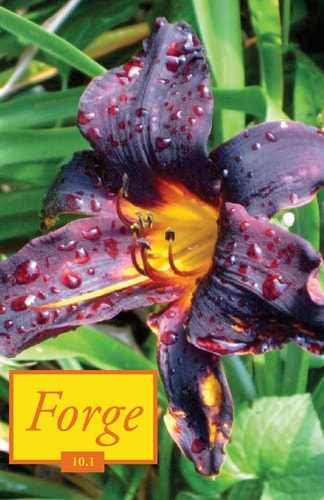 Forge 10. 1