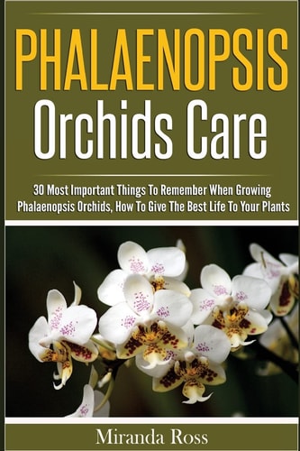 Phalaenopsis Orchids Care 30 Most Important Things To Remember When Growing Phalaenopsis Orchids