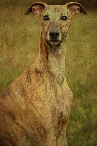 Whippet
