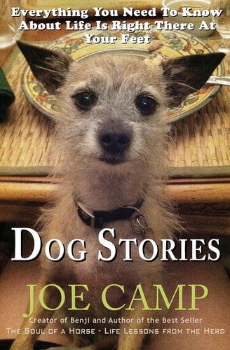 Dog Stories Everything You Need To Know About Life Is Right There At Your Feet