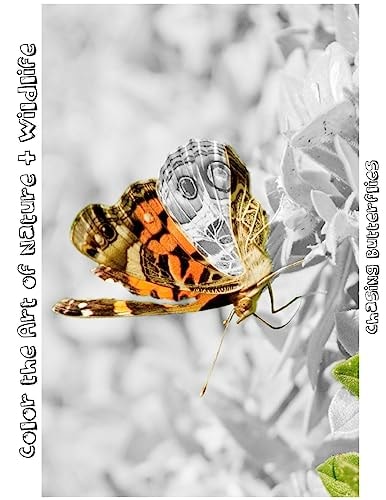 Chasing Butterflies Color the Art of Nature + Wildlife
