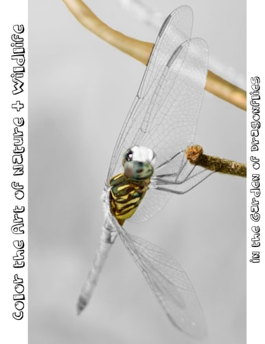 In the Garden of Dragonflies Color the Art of Nature + Wildlife
