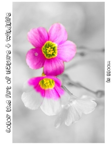 In Bloom Color the Art of Nature + Wildlife