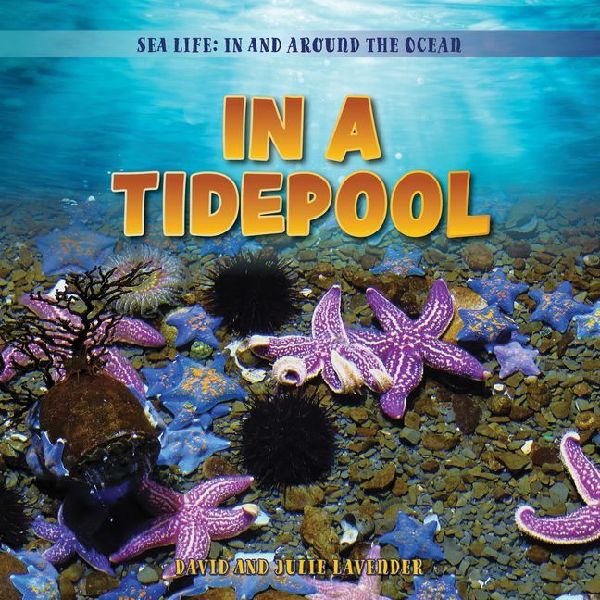 In a Tidepool