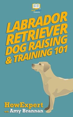 Labrador Retriever Dog Raising and Training 101