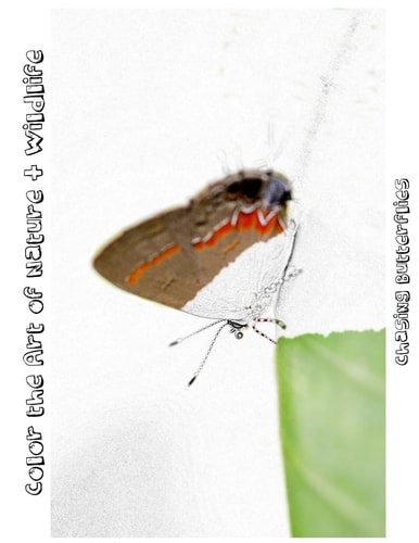 Chasing Butterflies [Line Drawings] Color the Art of Nature + Wildlife