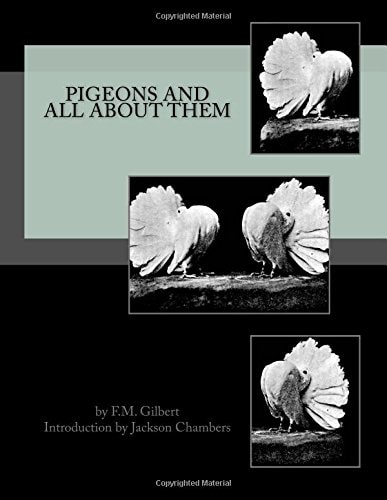 Pigeons and All About Them