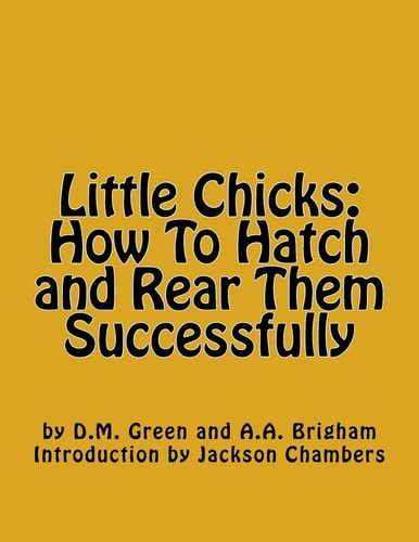 Little Chicks How To Hatch and Rear Them Successfully