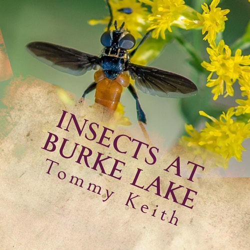 Insects At Burke Lake A Picture Book For Children Of All Ages