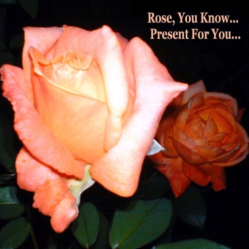 Rose, You Know - Present for You