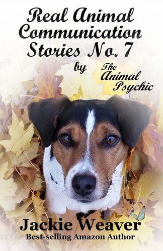 Real Animal Communication Stories No. 7 By The Animal Psychic