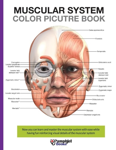 Muscular System Color Picture Book Beautiful Illustrations with Concisely and Clearly Readable Labels