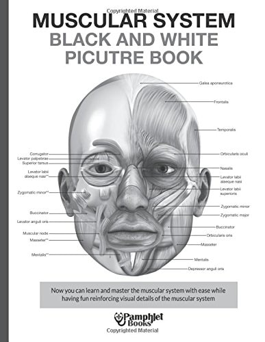 Muscular System Black and White Picture Book Guide For The Muscular System