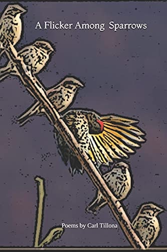 A Flicker Among Sparrows