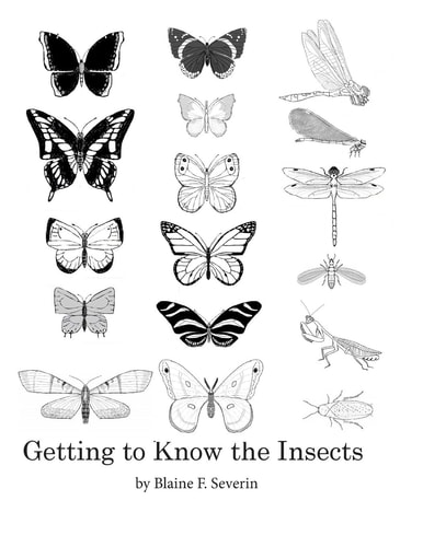 Getting to Know the Insects