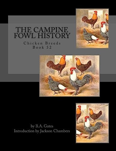 The Campine Fowl History Chicken Breeds Book 52
