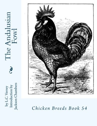The Andalusian Fowl Chicken Breeds Book 54