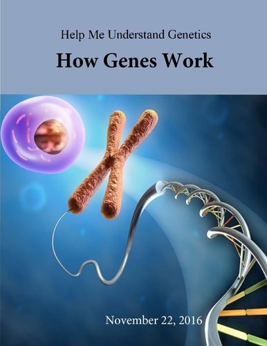 Help Me Understand Genetics How Genes Work