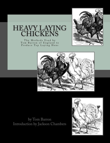 Heavy Laying Chickens The Methods Used by Tom Barron of England to Produce Top Laying Hens