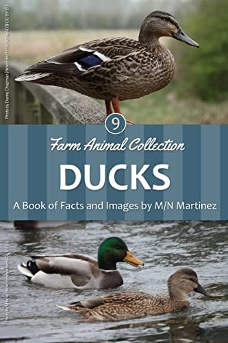Ducks